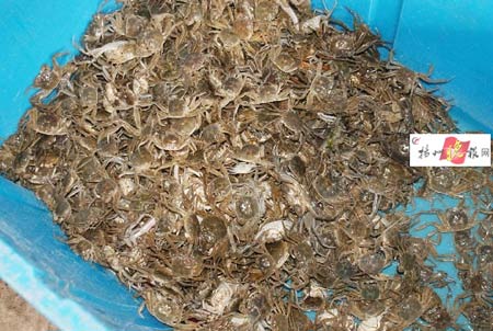 NBA直播视频:火箭vs湖人第三场 让一追四来：熊猫体育公司