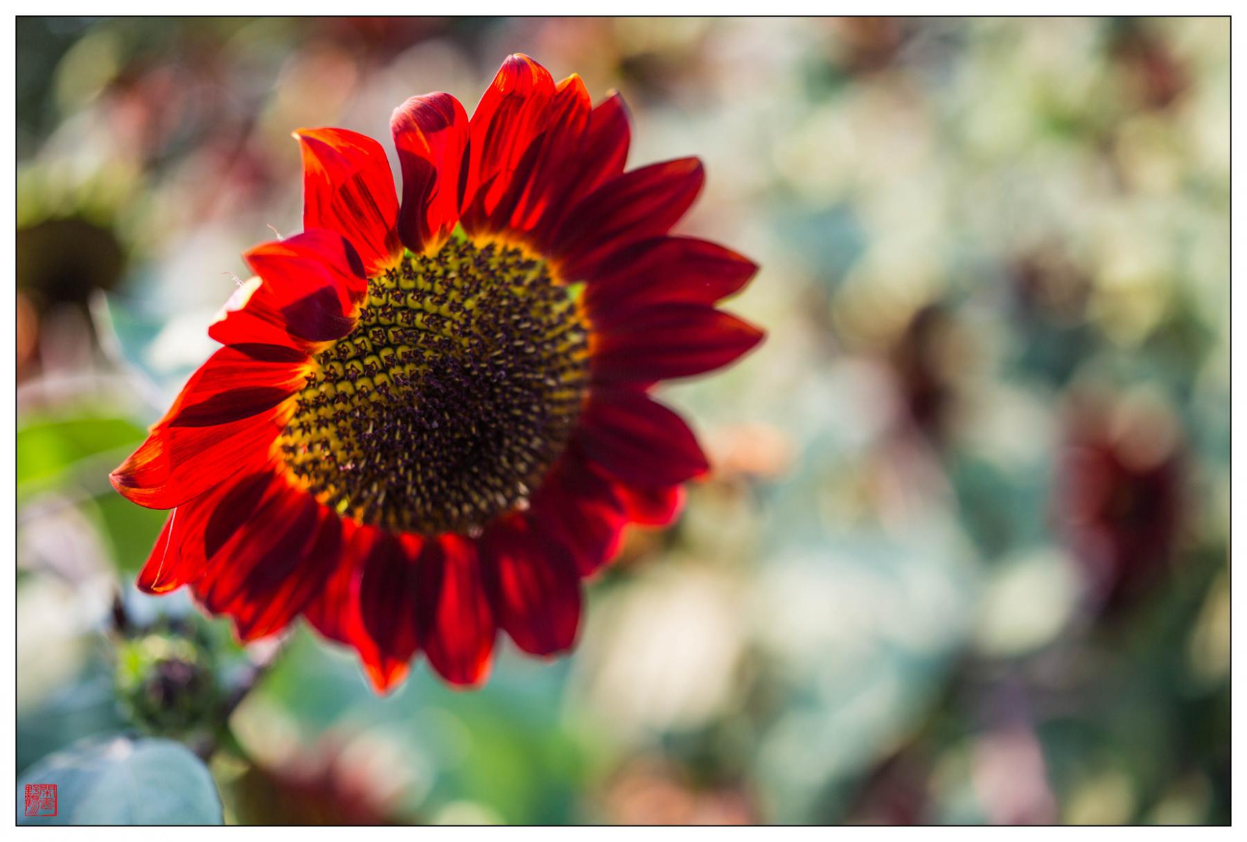 ‘熊猫体育’曝张玉宁将加盟不莱梅 成中国球员赴德甲第5人(图1) 熊猫体育首页