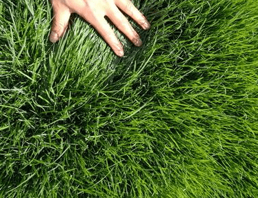 【熊猫体育】
高尔夫球场常用的草坪(图3)