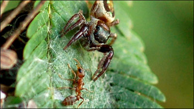 熊猫体育_20190910篮球世界杯19:00阿根廷VS塞尔维亚(图3) 熊猫体育首页