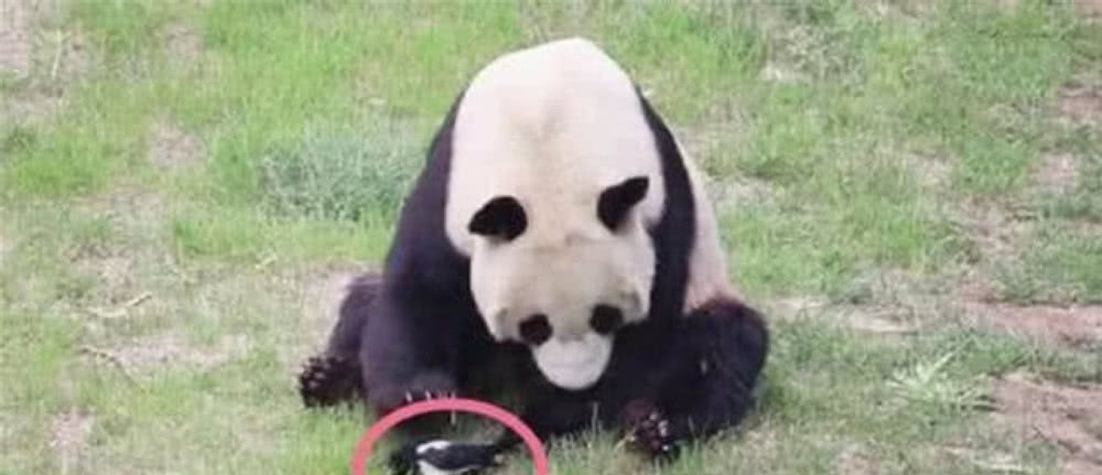 直击-日夫科维奇传中米特洛维奇破门 国足暂0-2:熊猫体育(图4) 熊猫体育首页