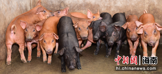 中国篮协官宣!聘任李楠为中国男篮主教练 12人球员名单基本出炉|熊猫体育公司(图2) 熊猫体育首页